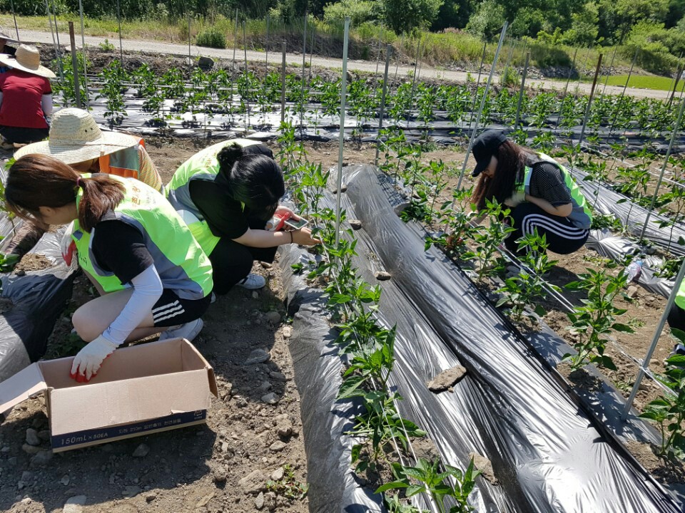 2017.06.03 충북농촌사랑자원봉사단 참가 이미지
