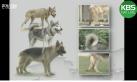 [최현명] 한반도에 늑대가 살아 있다?! | 환경스페셜 "늑대, 살아있는가" (1999년 7월 21일 방송) 이미지