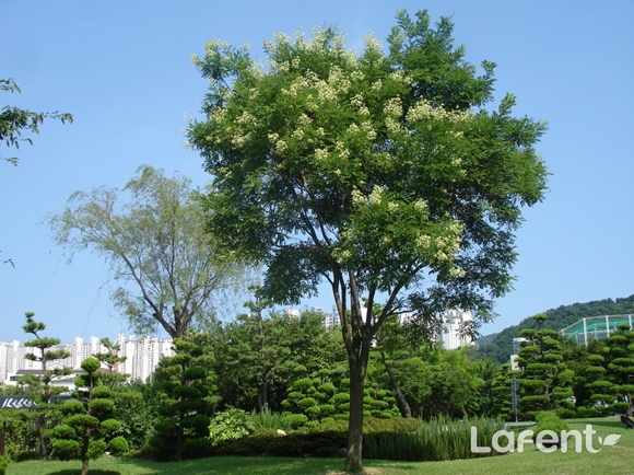 숲속의 전남, 8월의 나무 ‘회화나무’ 1번째 파일 - 자세한 내용은 본문 참조