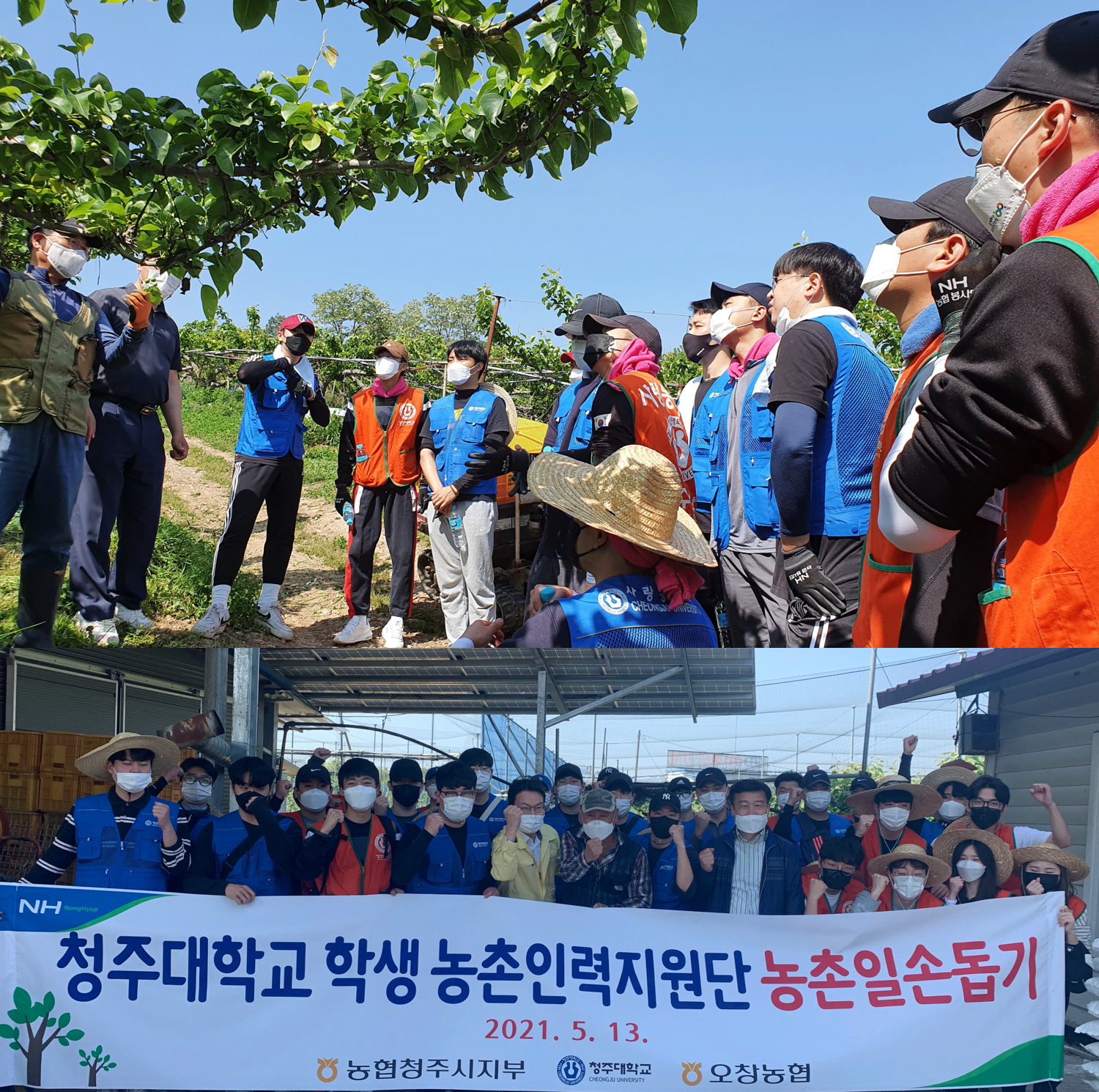 청주대학교 총학생회 및 단과대학 학생회 간부들이 13일 청주시 오창읍 과수농가에서 적화작업을 펼치며 농촌 봉사활동을 진행했다.